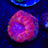Flame Hawk Blastomussa Coral