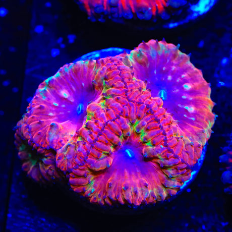 Flame Hawk Blastomussa Coral