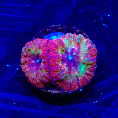 Flame Hawk Blastomussa Coral