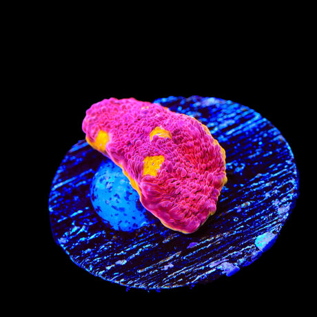 Flame Thrower Chalice Coral