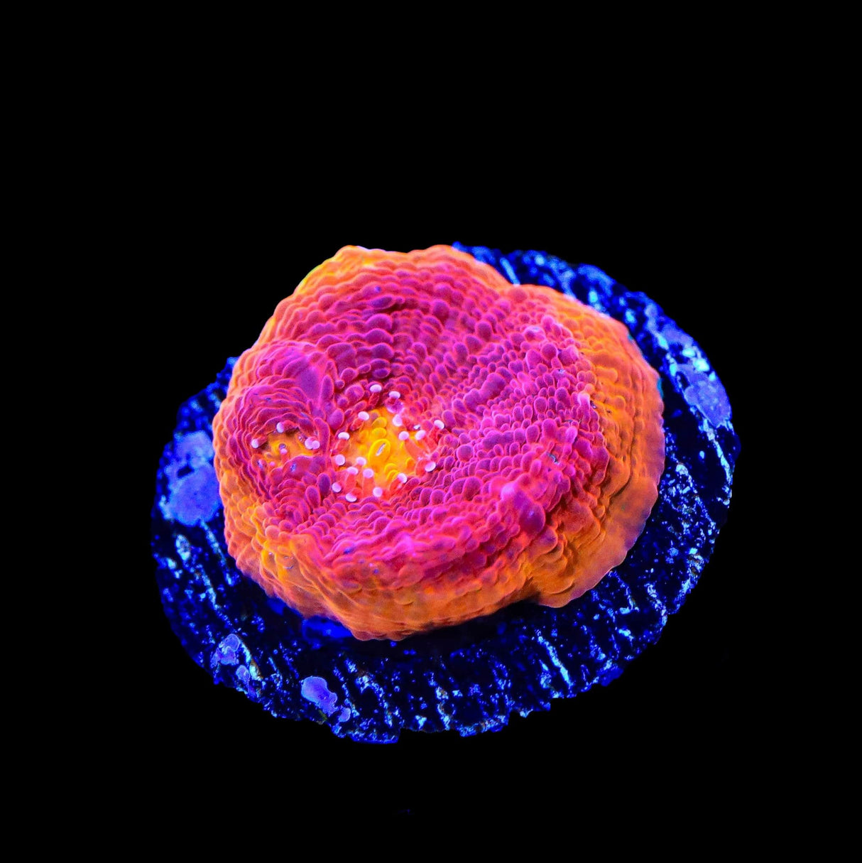 Flame Thrower Chalice Coral