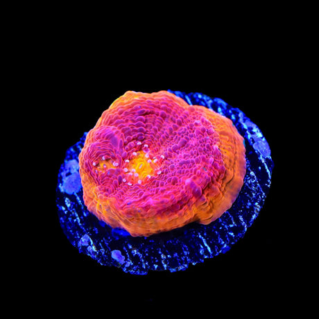 Flame Thrower Chalice Coral