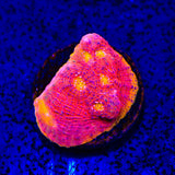 Flame Thrower Chalice Coral