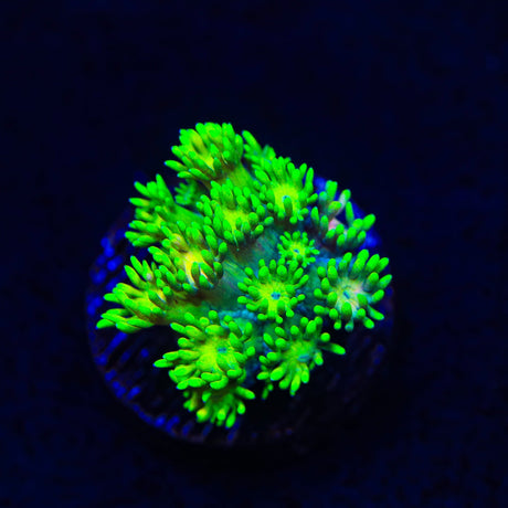 Flaming Strawberry Goniopora Coral