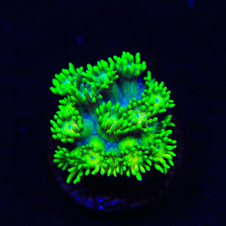 Flaming Strawberry Goniopora Coral
