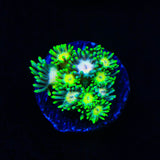 Flaming Strawberry Goniopora Coral