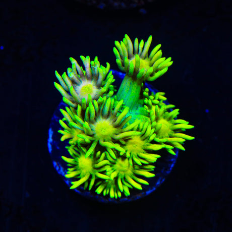 Flaming Strawberry Goniopora Coral