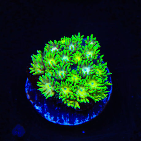 Flaming Strawberry Goniopora Coral