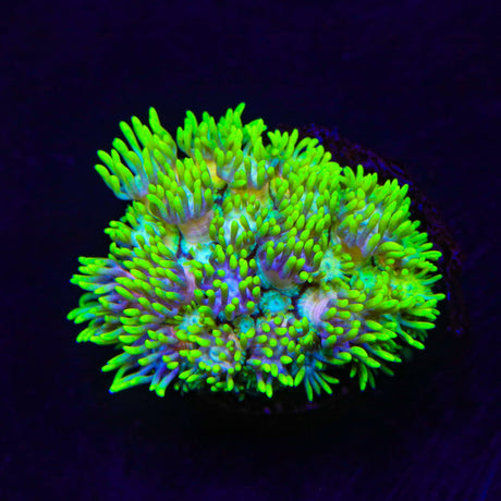 Flaming Strawberry Goniopora Coral