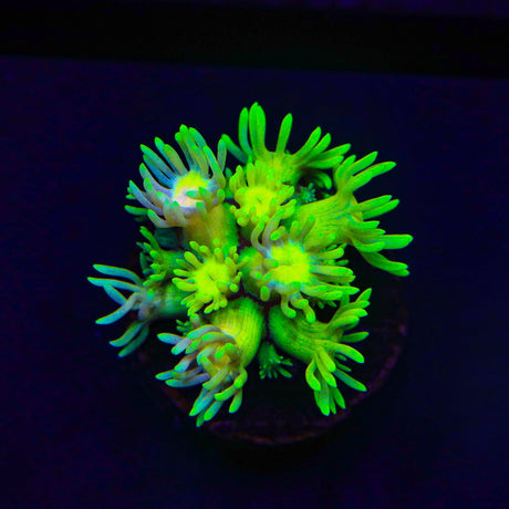 Flaming Strawberry Goniopora Coral