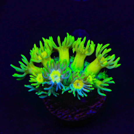 Flaming Strawberry Goniopora Coral