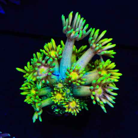 Flaming Strawberry Goniopora Coral
