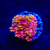 Flaming Unicorn Goniopora Coral