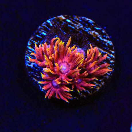 Flaming Unicorn Goniopora Coral