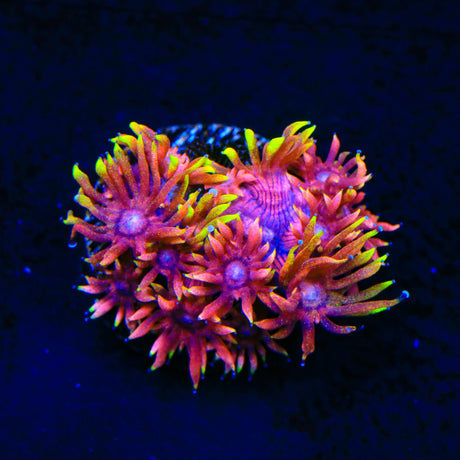 Flaming Unicorn Goniopora Coral