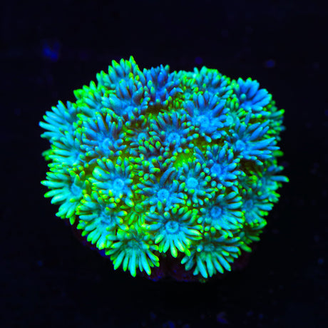 Flash Dance Goniopora Coral