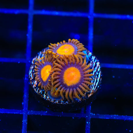 Florida Oranges Zoanthids Coral