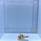 Flying Gurnard Fish