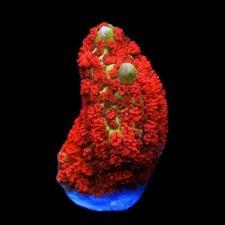 Forest Fire Digitata Montipora Coral