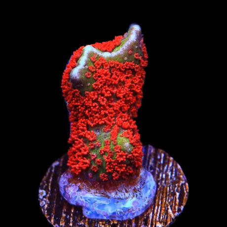 Forest Fire Digitata Montipora Coral
