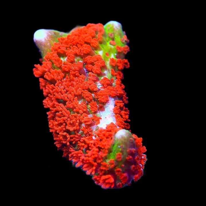 Forest Fire Digitata Montipora Coral
