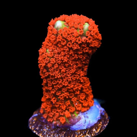 Forest Fire Digitata Montipora Coral