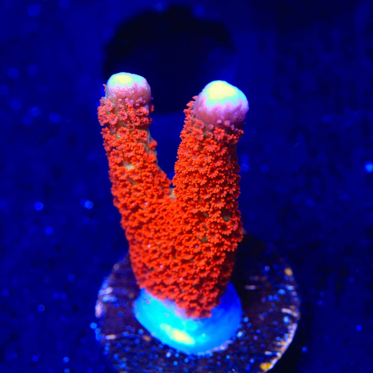 Forest Fire Digitata Montipora Coral