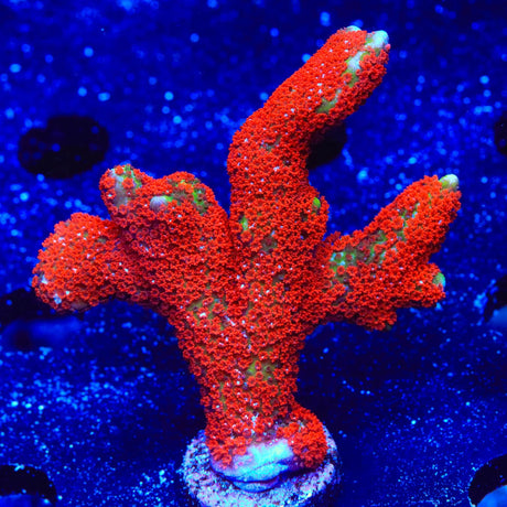 Forest Fire Digitata Montipora Coral