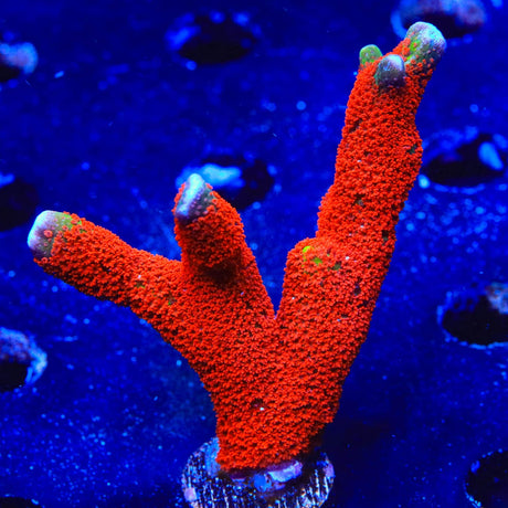 Forest Fire Digitata Montipora Coral