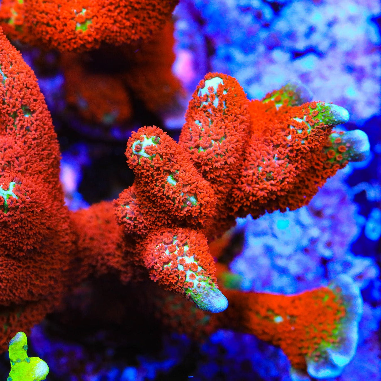 Forest Fire Digitata Montipora Coral