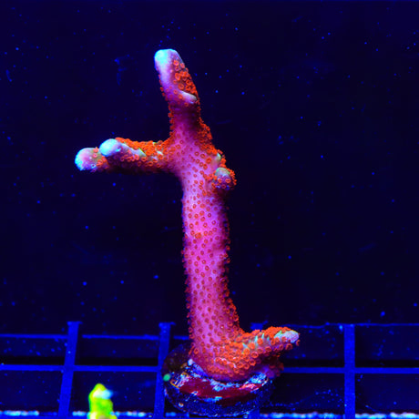 Forest Fire Digitata Montipora Coral