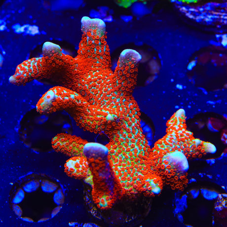 Forest Fire Digitata Montipora XL Frag Coral