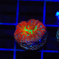 Forest Fire Mushroom Coral