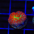 Forest Fire Mushroom Coral