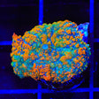 Forest Glitter Mushroom Coral