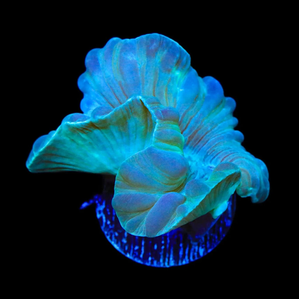 Fox Coral