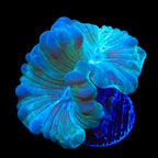 Fox Coral