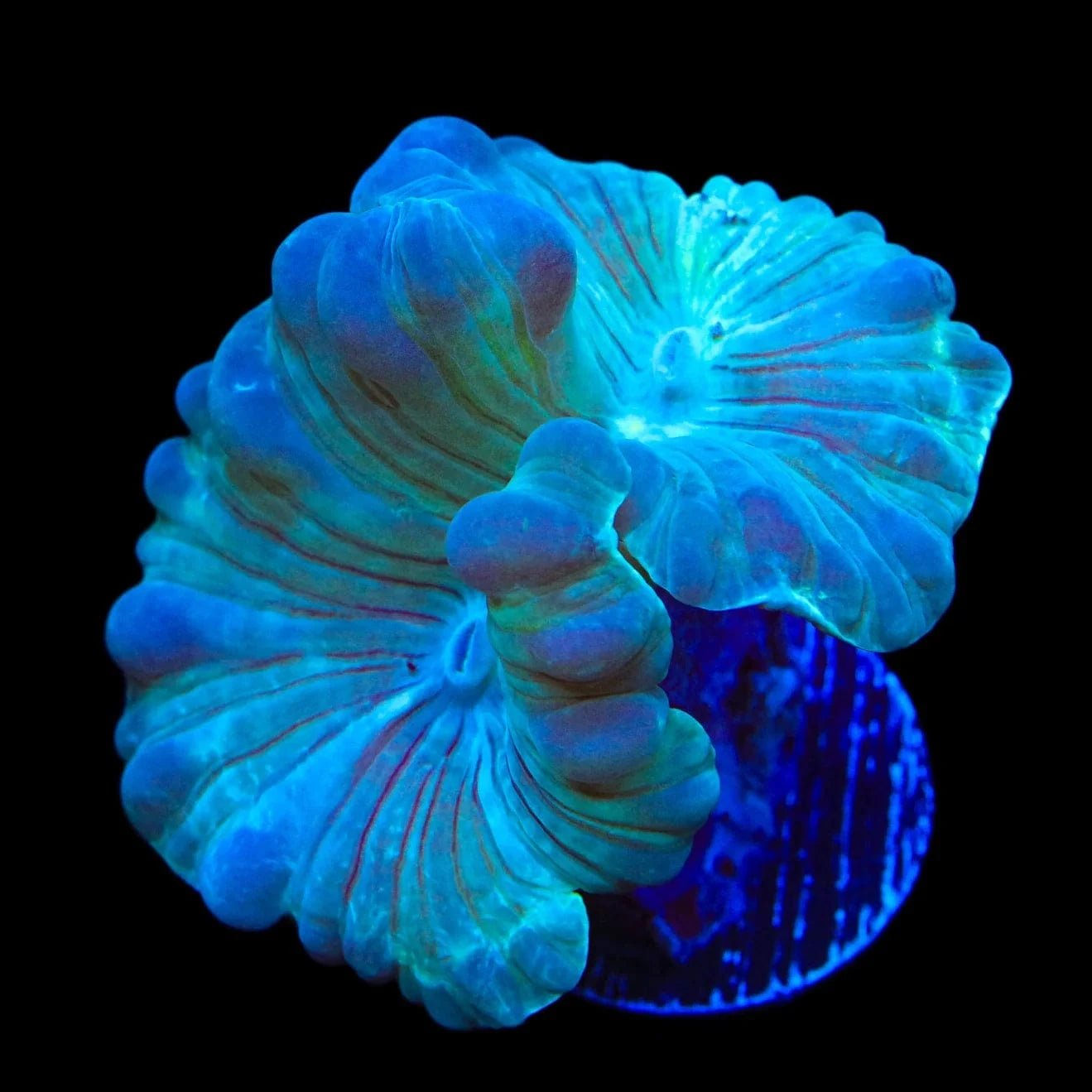 Fox Coral