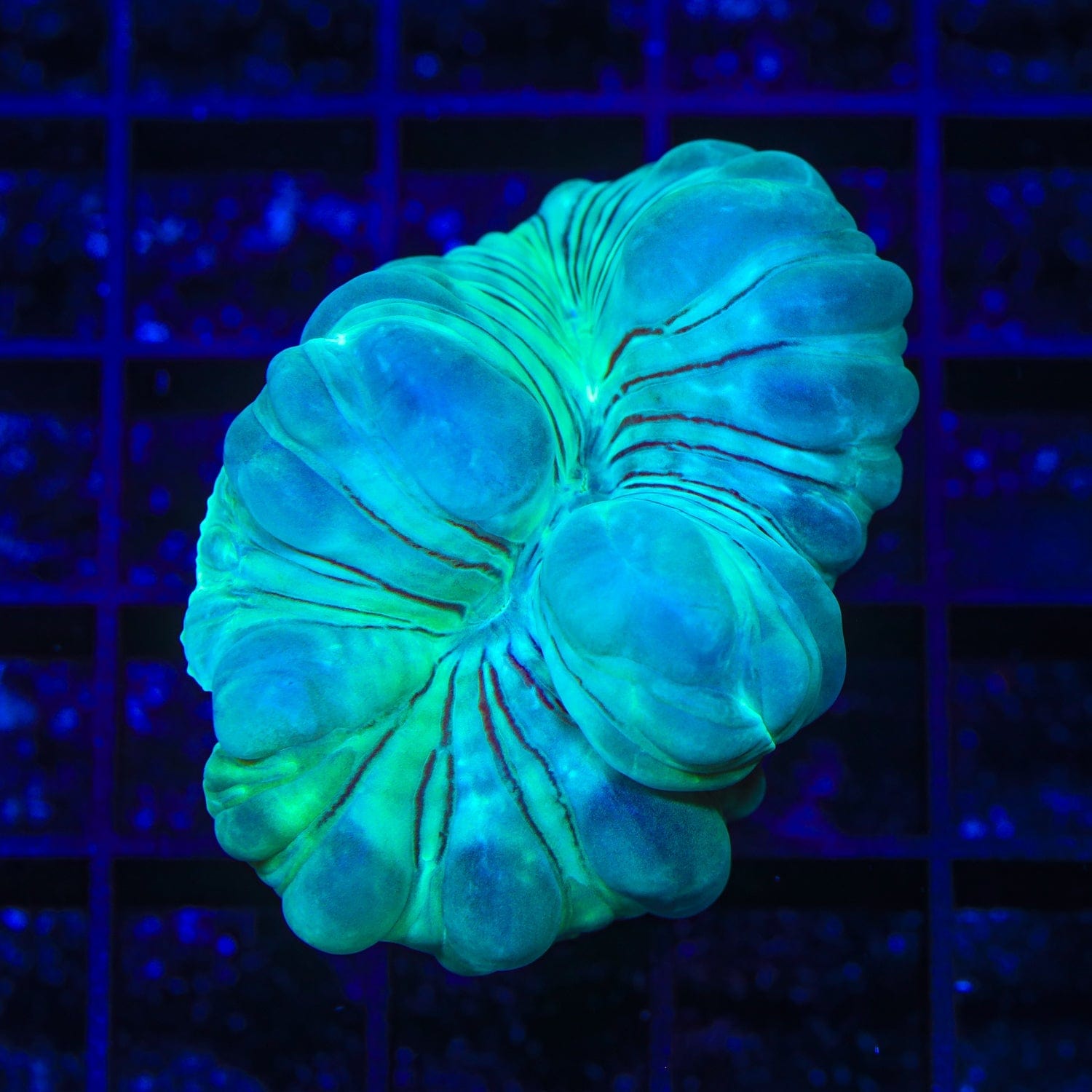 Fox Coral – Top Shelf Aquatics
