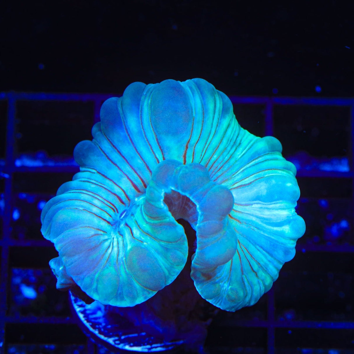 Fox Coral