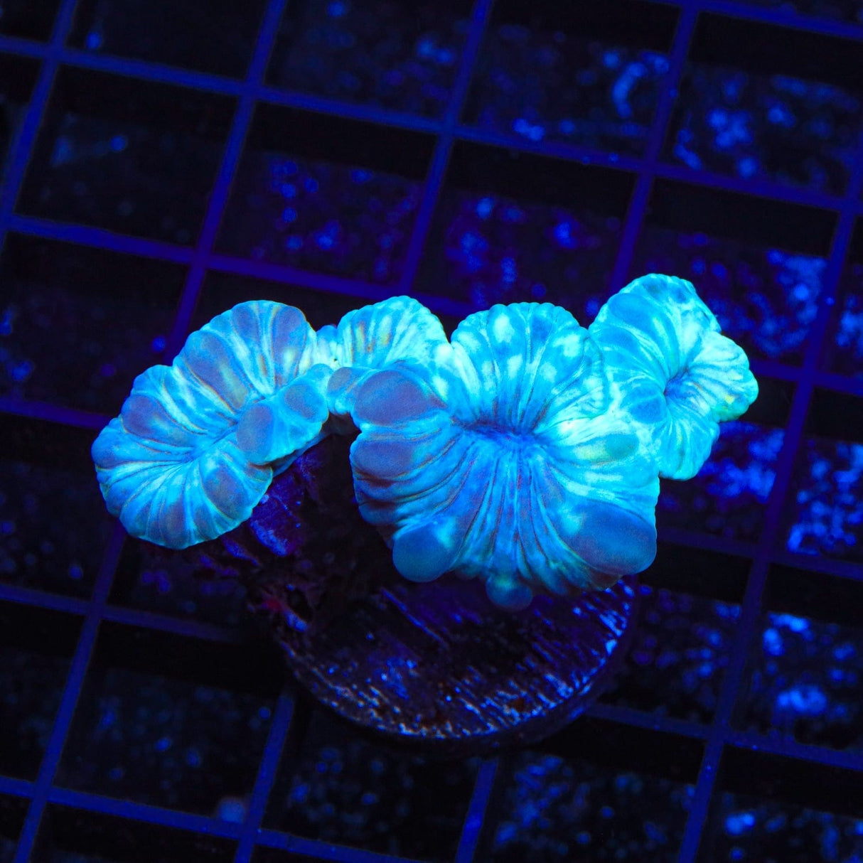 Fox Coral