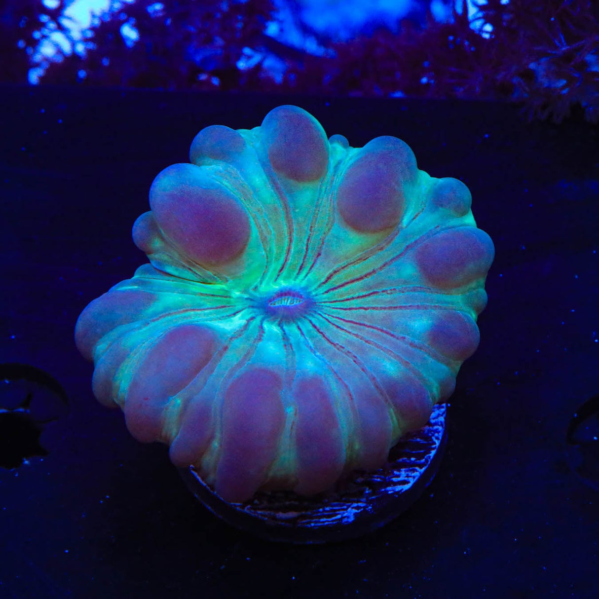Fox Coral