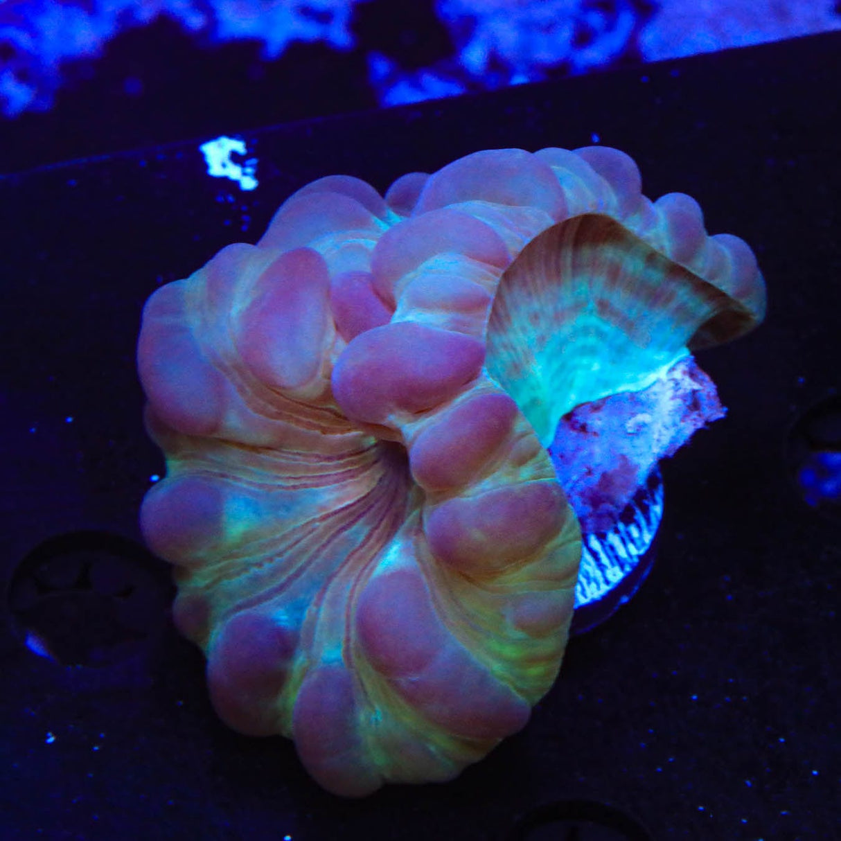 Fox Coral