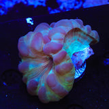 Fox Coral
