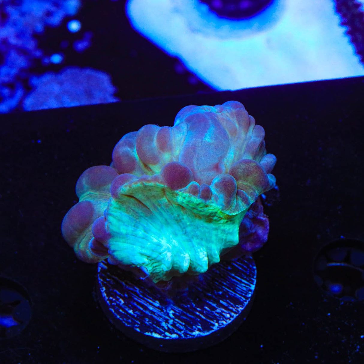 Fox Coral
