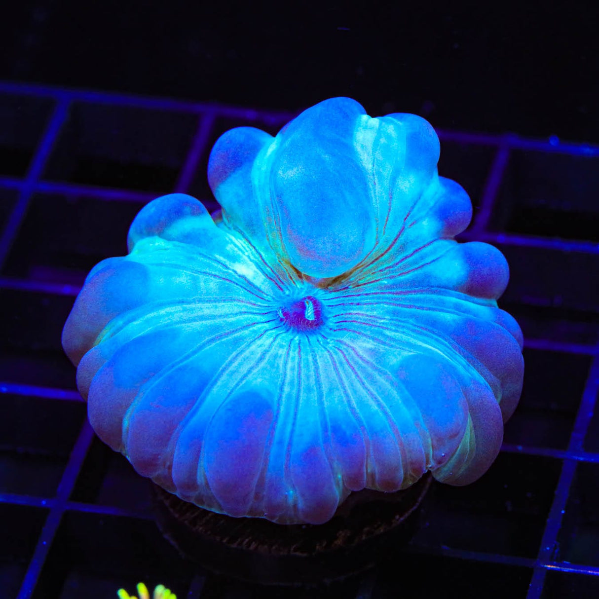 Fox Coral