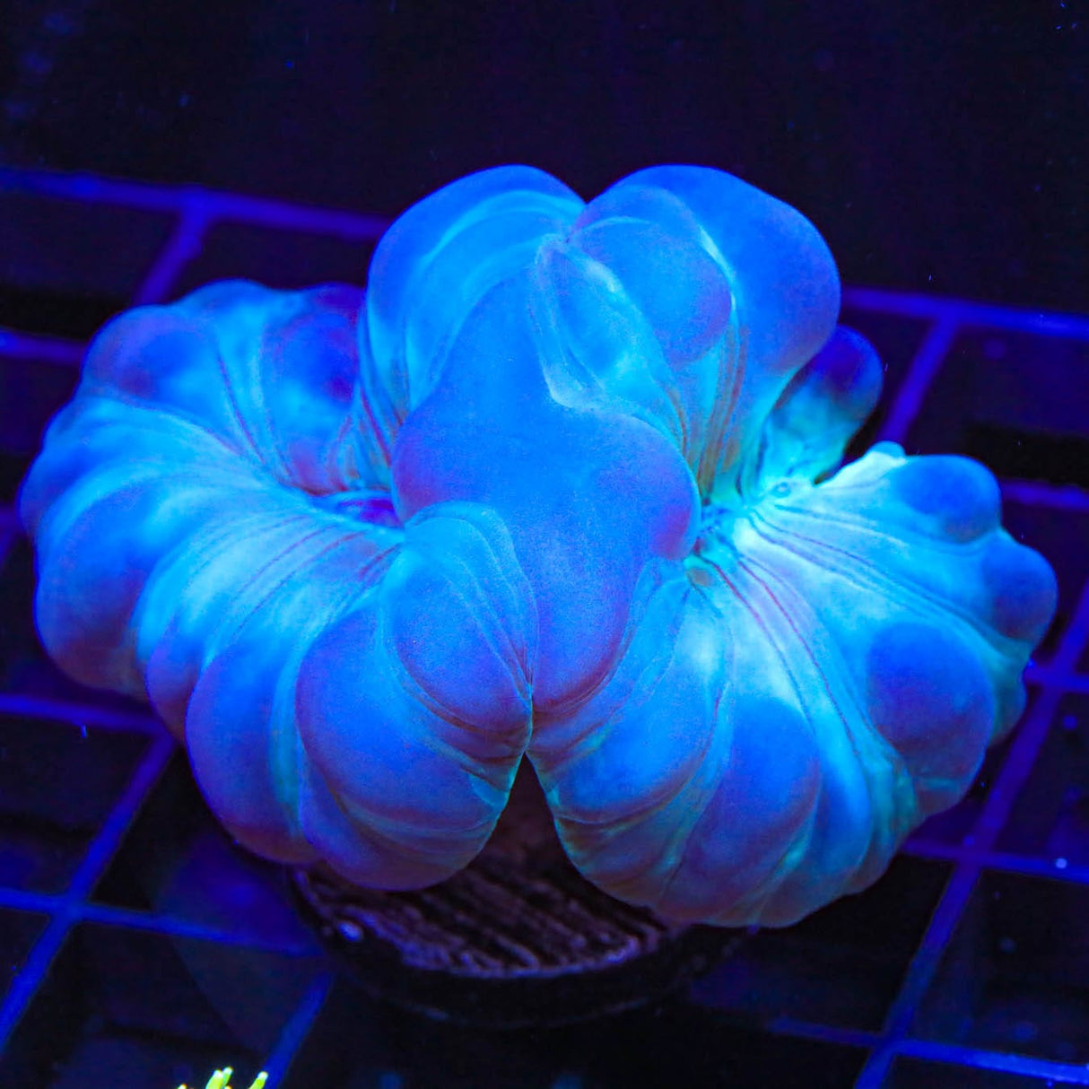 Fox Coral