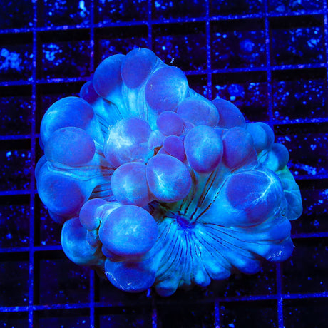 Fox Coral