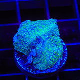 Frankenberry Bowerbankii Coral