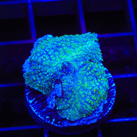 Frankenberry Bowerbankii Coral
